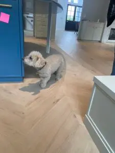 "Character Grade Oak Hardwood Flooring by Legno Hardwood - Unique and Authentic Design"